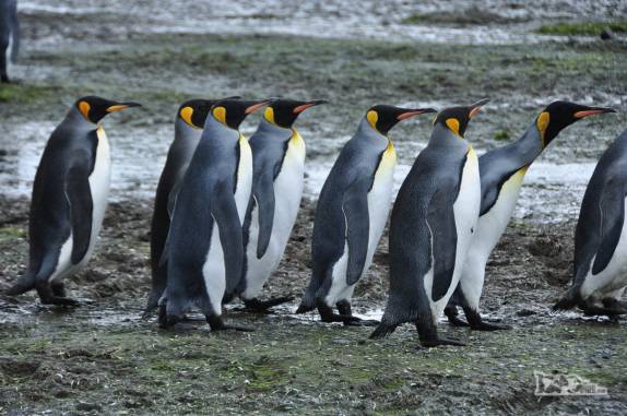 Pinguins rei caminham em Salisbury Plain, na Geórgia do Sul